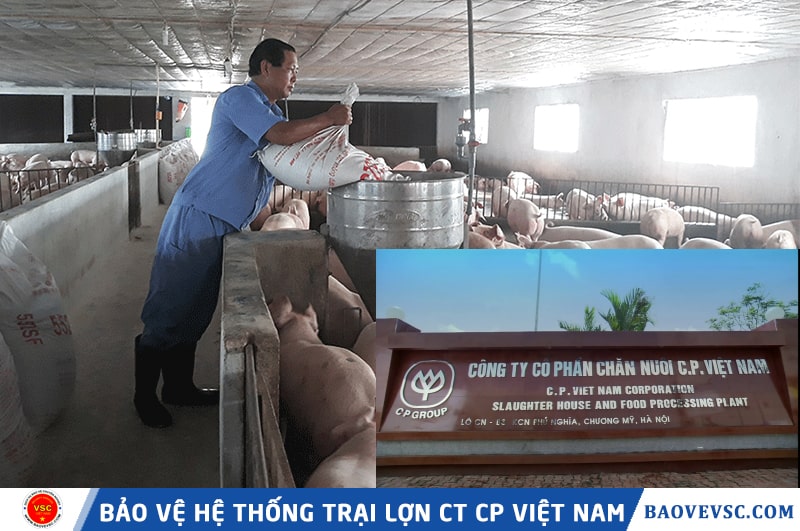dự án bảo vệ hệ thống trại lợn công ty cổ phần Việt Nam