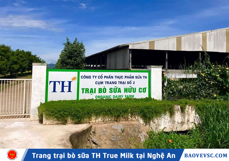 Trang trại bò sữa TH True Milk tại Nghệ An